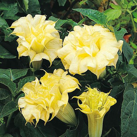 Datura metel Double Golden Queen (4)