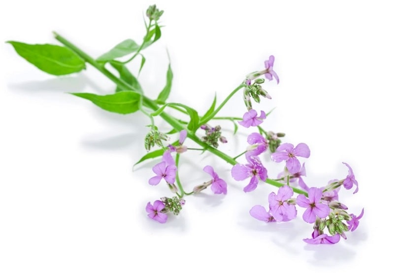 Hesperis matronalis (10)