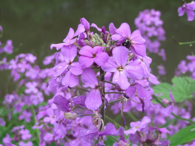 Hesperis matronalis (2)