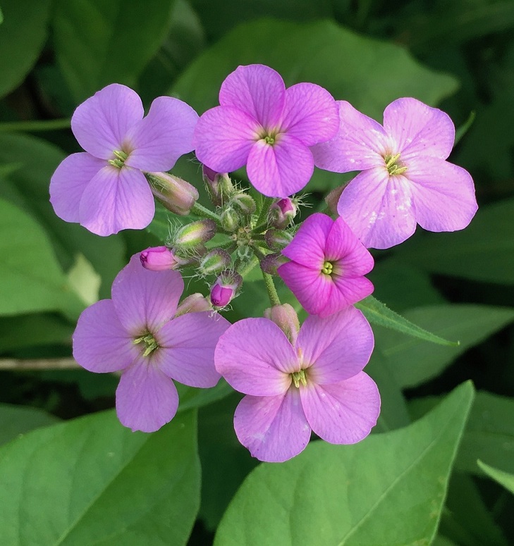 Hesperis matronalis (3)