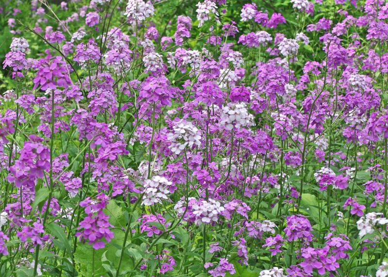 Hesperis matronalis (4)