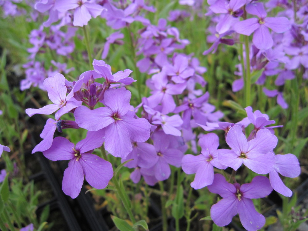 Hesperis matronalis (5)