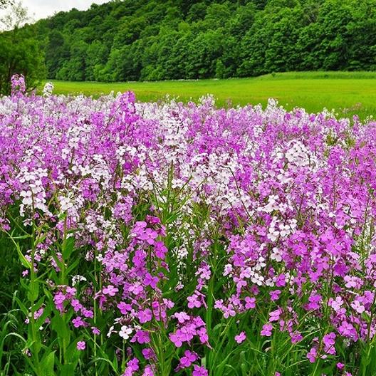 Hesperis matronalis (7)