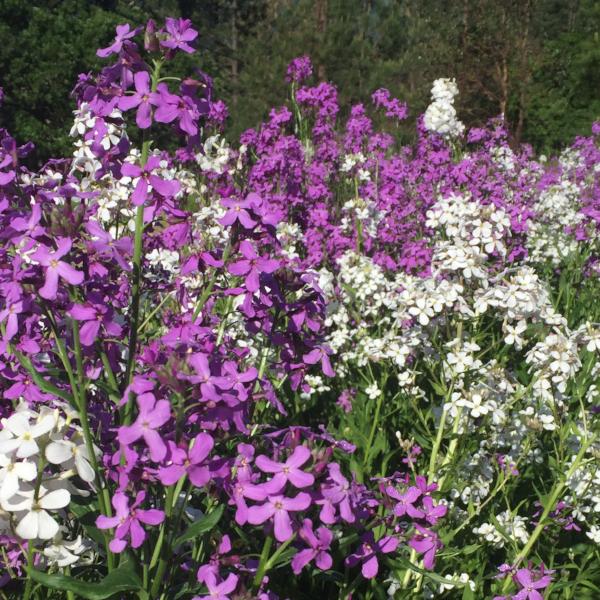 Hesperis matronalis (8)
