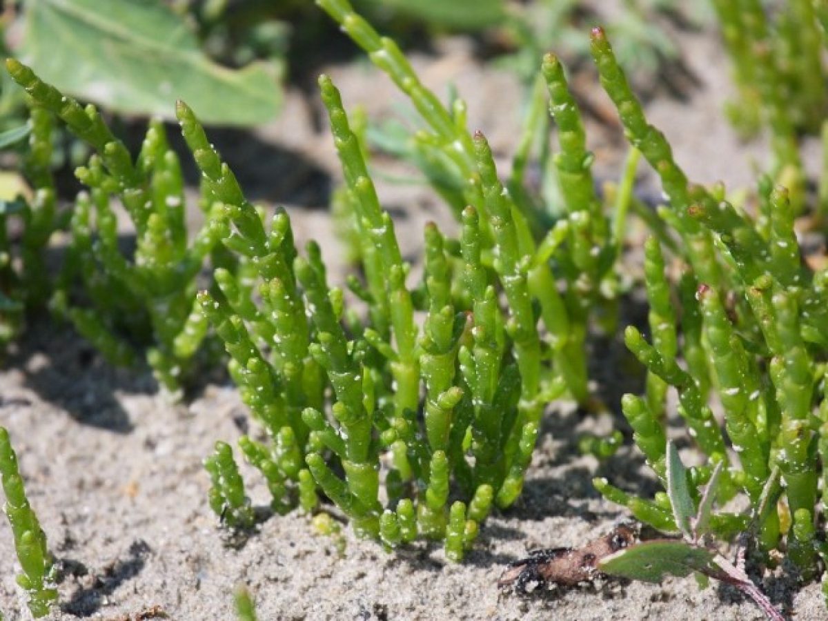 Salicornia_europaea (2)