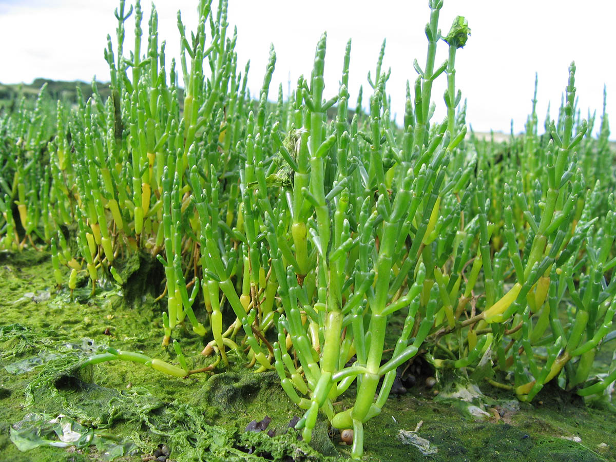 Salicornia_europaea (4)