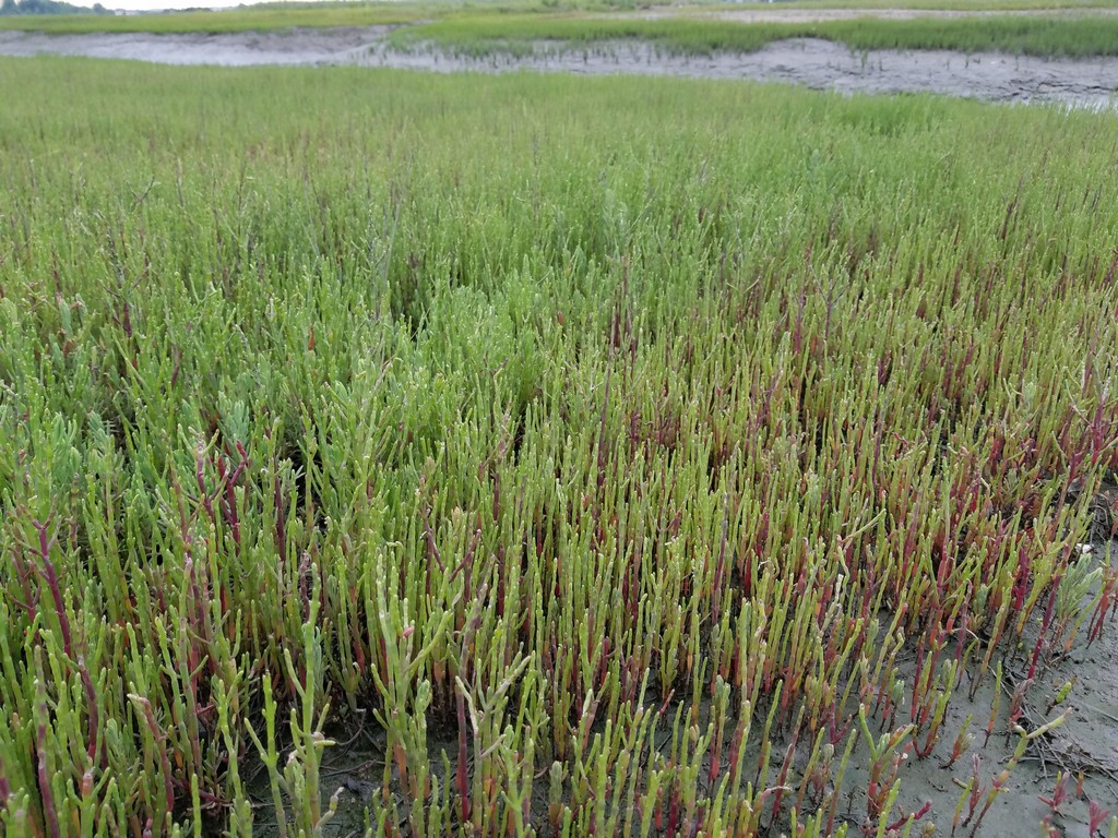 Salicornia_europaea (5)