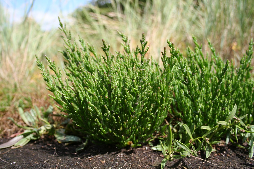Salicornia_europaea (6)