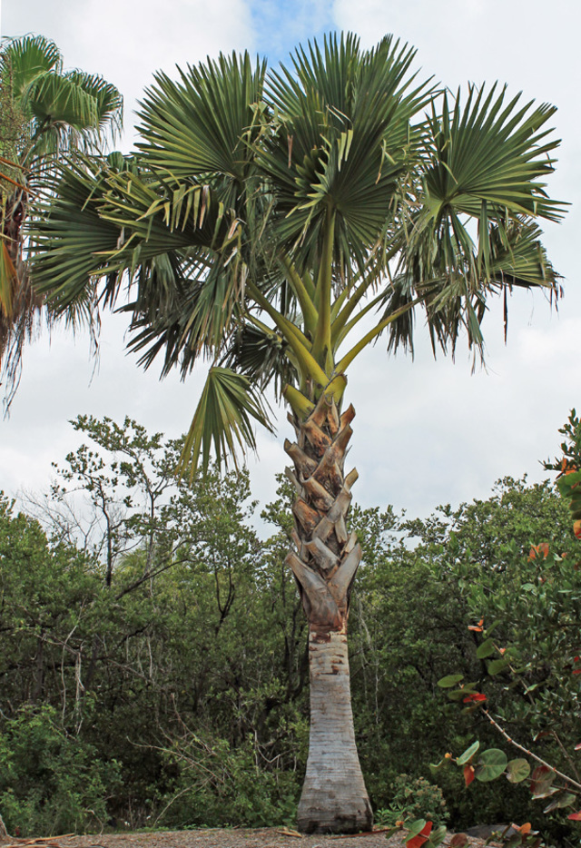 Borassus madagascariensis (1)