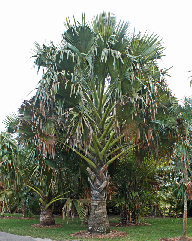 Borassus madagascariensis (2)