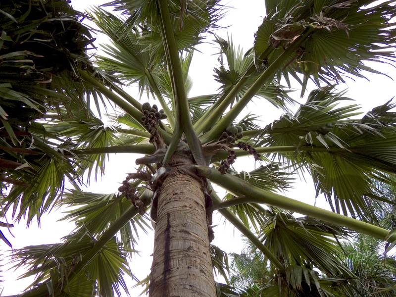 Borassus madagascariensis female from below Fairchild