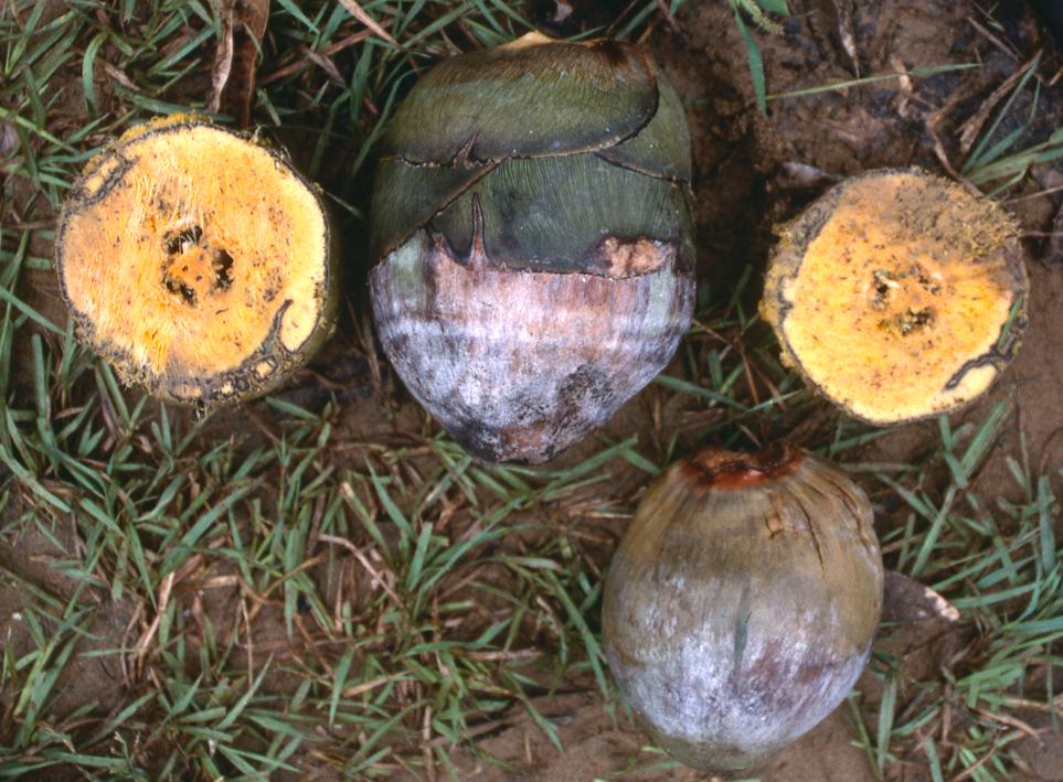 Borassus madagascariensis (6)