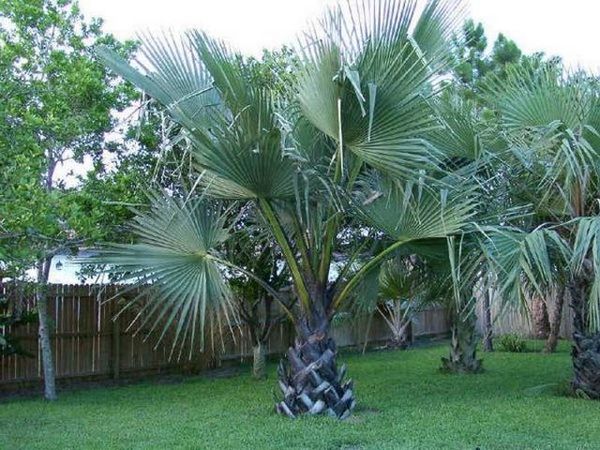 Borassus madagascariensis (7)