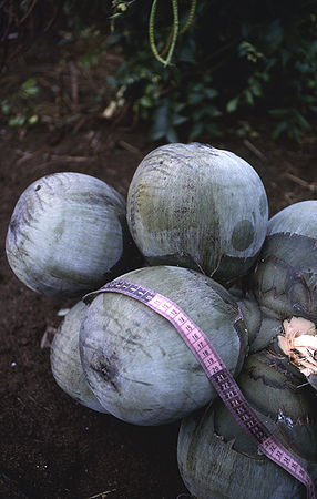 Borassus madagascariensis (9)