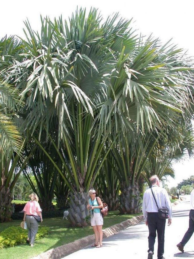 Corypha lecomtei (2)