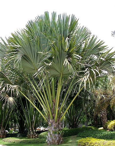 Corypha lecomtei (5)