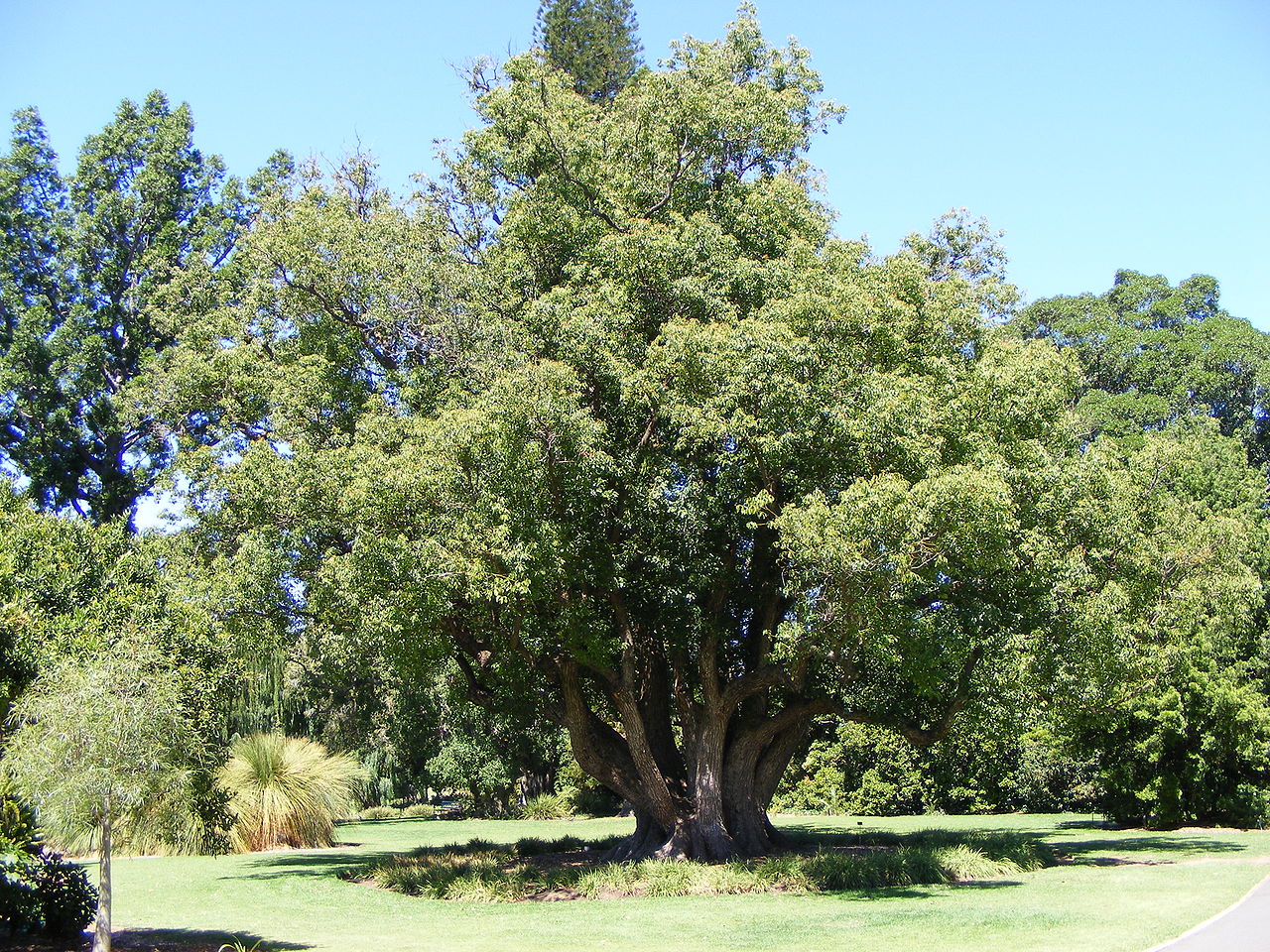 Cinnamomum camphora (1)