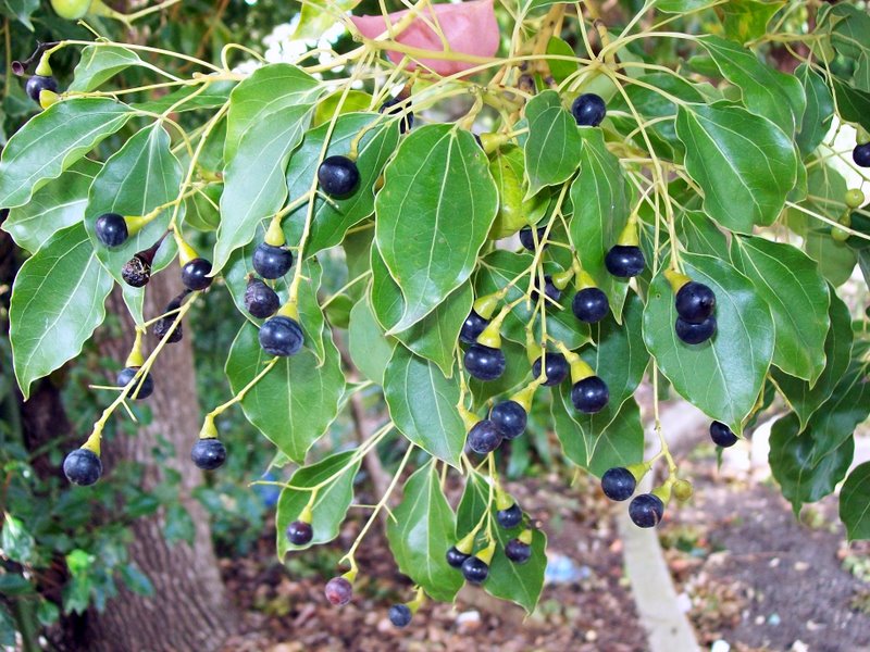Camphor Laurel - Turramurra Railway Station