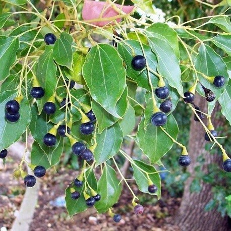 Cinnamomum camphora (4)