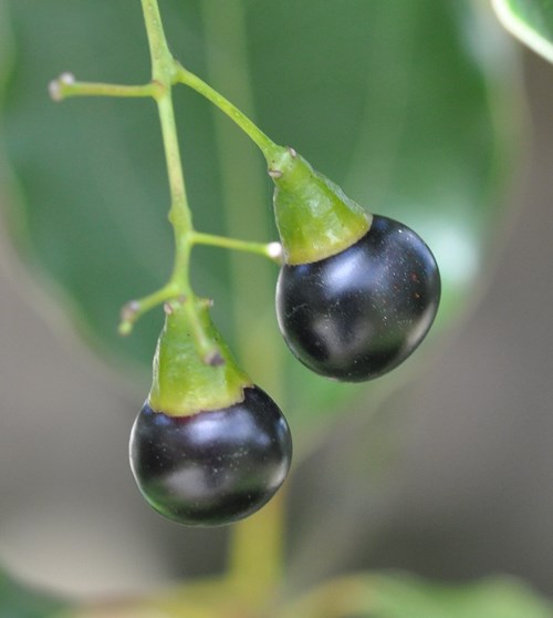 Cinnamomum camphora (6)