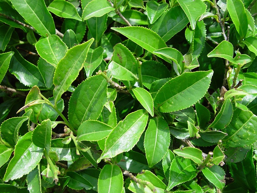 Camellia sinensis (1)