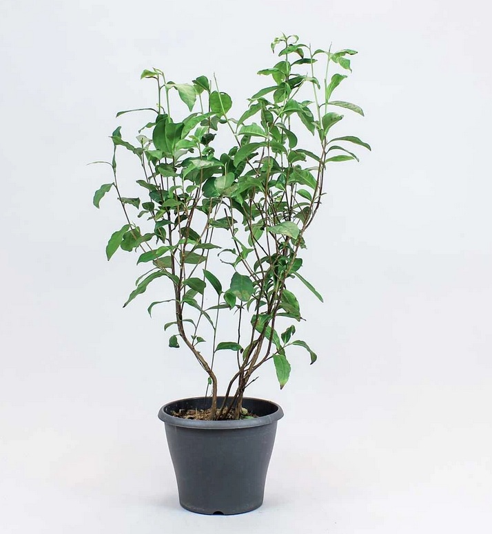 Camellia sinensis (4)