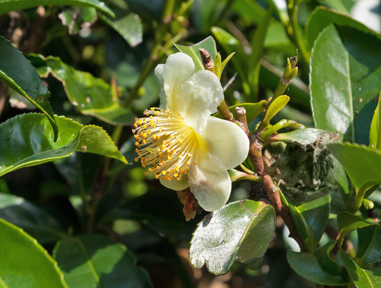 Camellia sinensis (5)