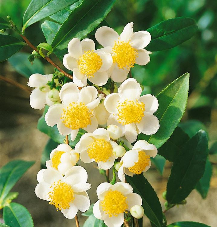 Camellia sinensis (7)