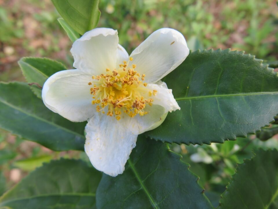 Camellia sinensis (8)