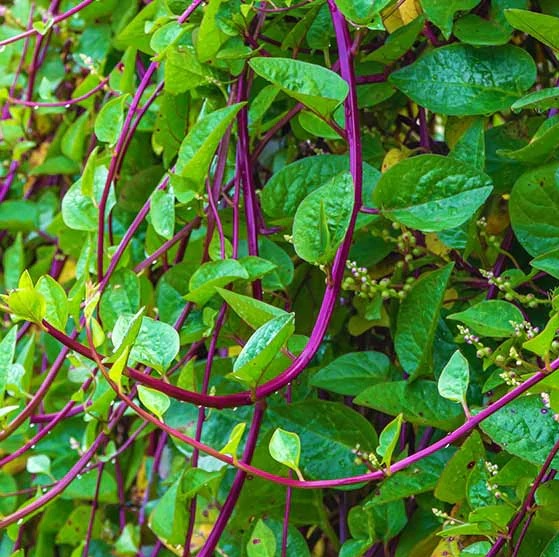 Basella rubra (4)