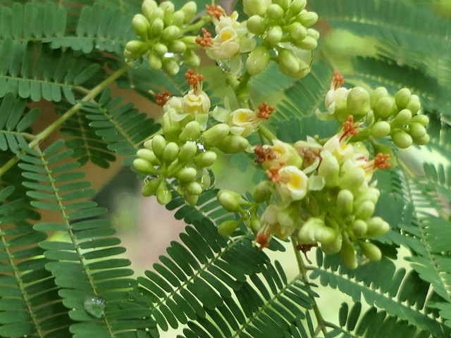 Libidibia coriaria - Caesalpinia coriaria (3)