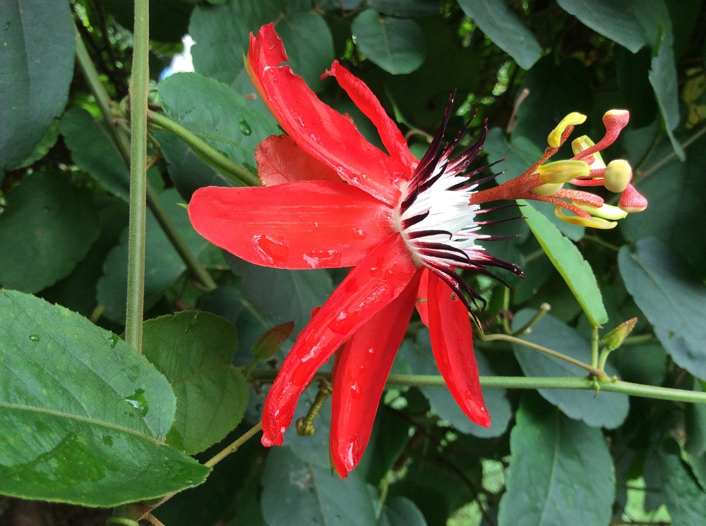 Passiflora miniata (1)