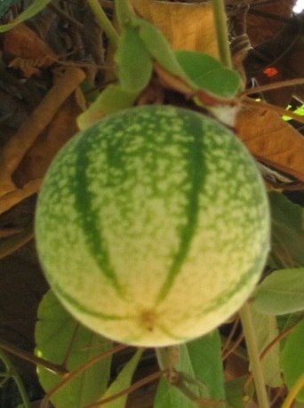 Passiflora miniata (13)