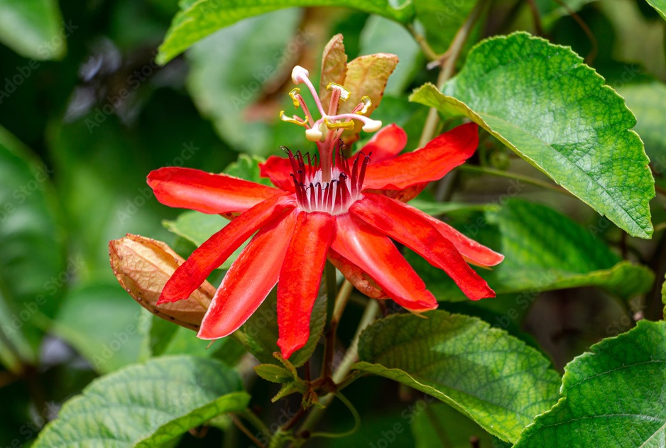 Passiflora miniata (2)