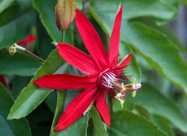 Passiflora miniata (3)