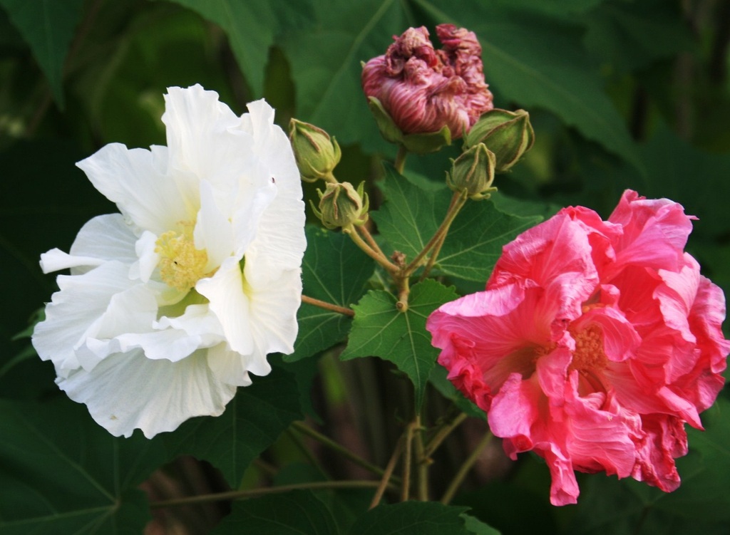 Hibiscus mutabilis (1)
