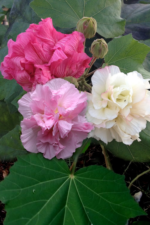 Hibiscus mutabilis (4)