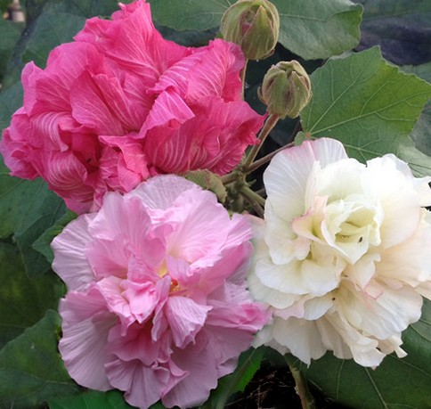 Hibiscus mutabilis (5)