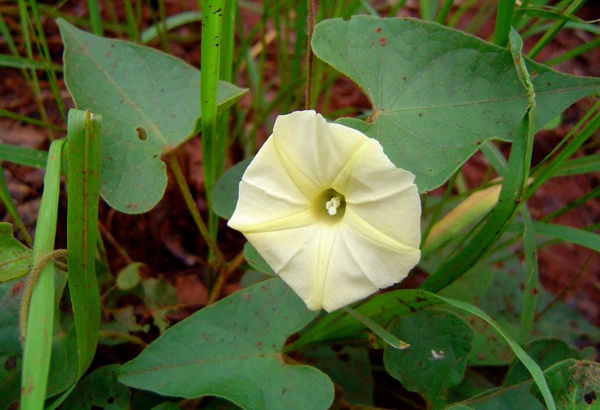 Ipomoea obscura (1)