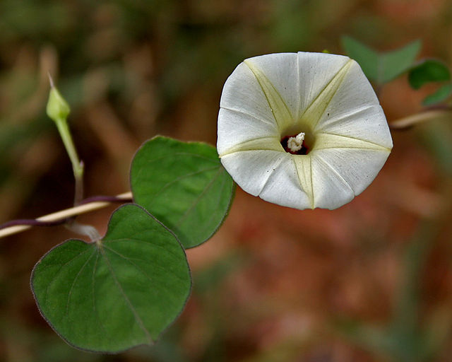 Ipomoea obscura (7)