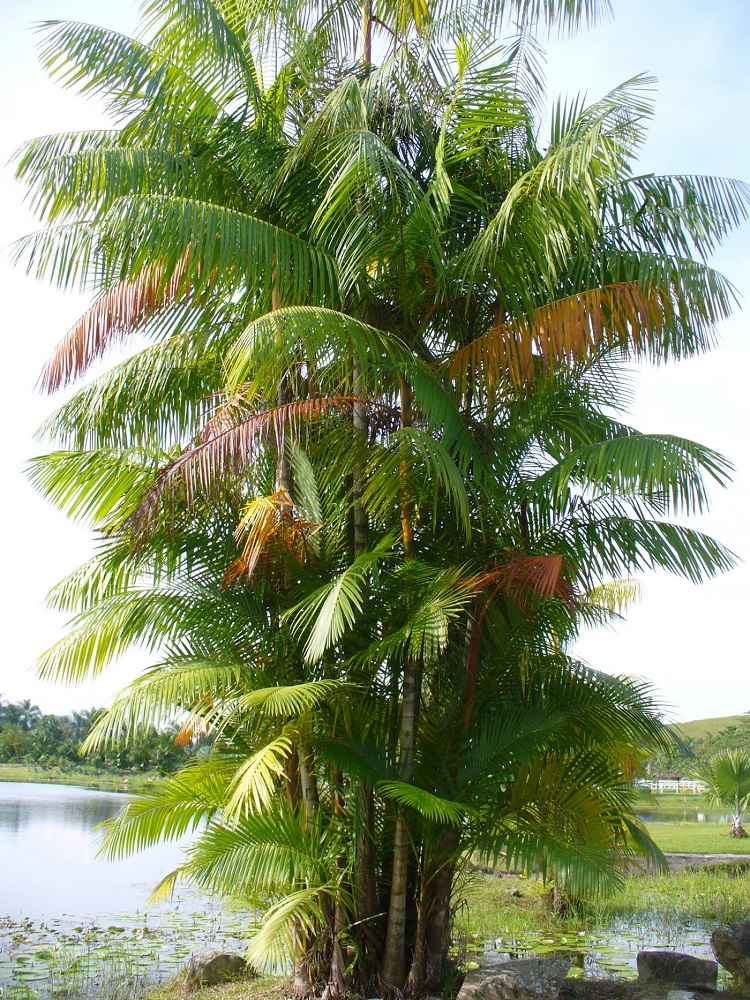 Euterpe oleracea (1)