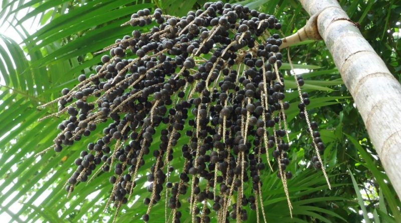 Euterpe oleracea (13)