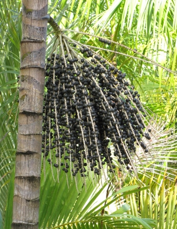 Euterpe oleracea (4)