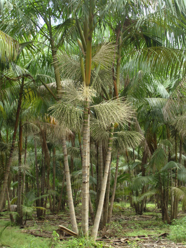 Euterpe oleracea (8)