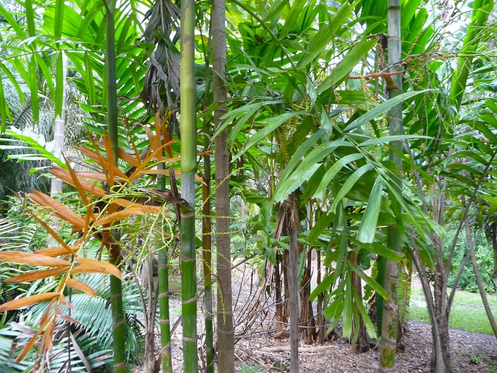 Ptychosperma microcarpum (1)