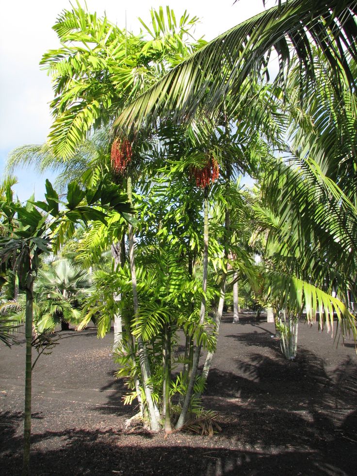 Ptychosperma microcarpum (2)