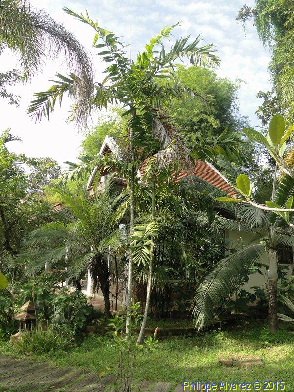 Ptychosperma microcarpum (4)