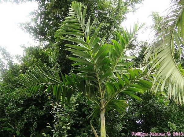 Ptychosperma microcarpum (6)