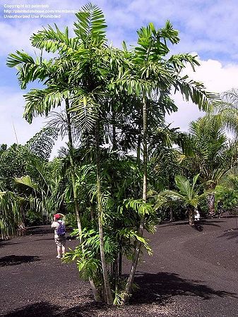 Ptychosperma microcarpum (8)