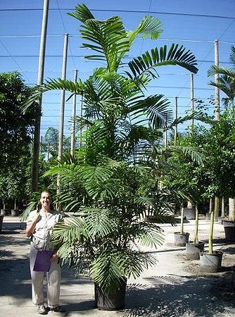 Ptychosperma microcarpum (9)